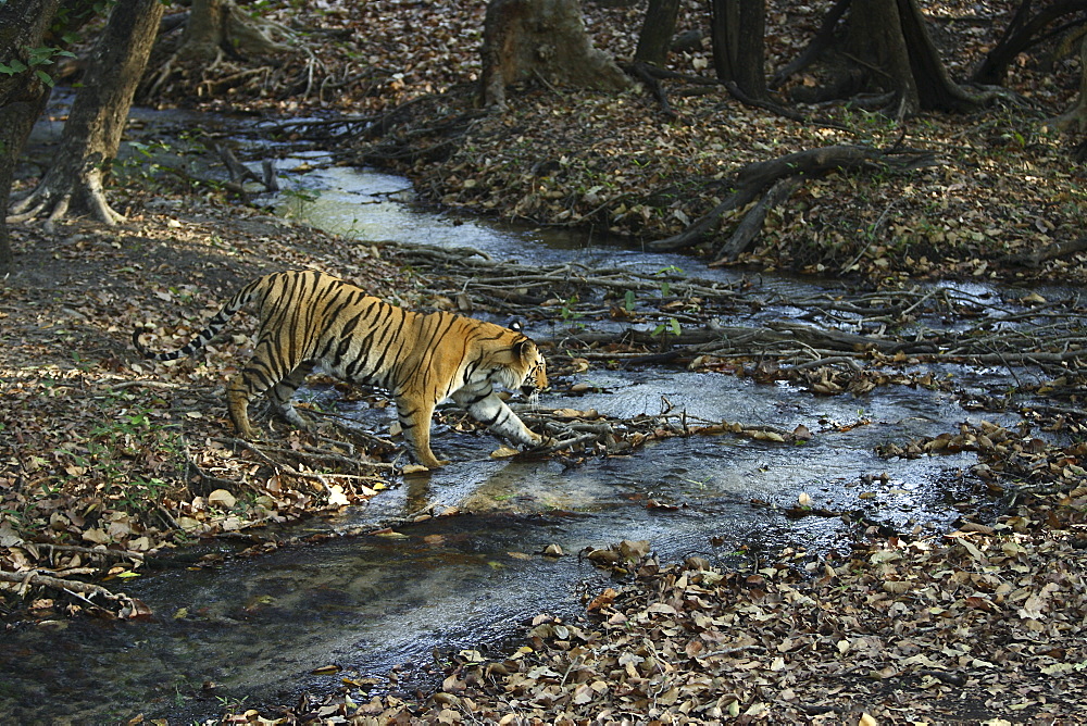 Bengal Tiger (Panthera Tigris Tigris) wild sub-adult male, critically endangered. Bandhavgarh Tiger Reserve, India.