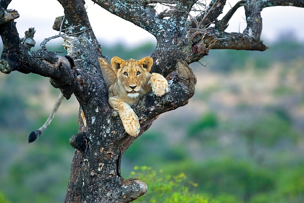 African Lion (Panthera Leo) wild cub. Phinda Reserve, South Africa.