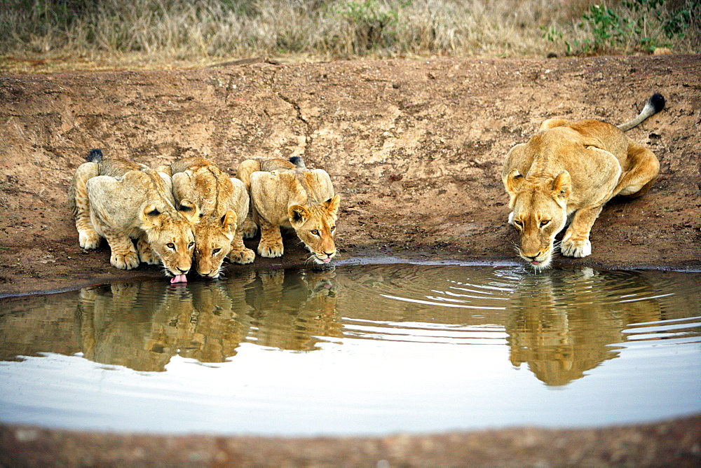 African Lions (Panthera Leo) wild adult female with cubs. Phinda Reserve, South Africa.