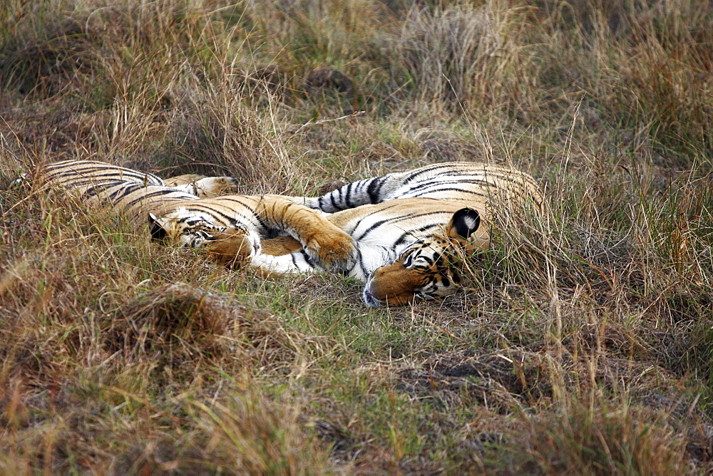 Bengal Tigers (Panthera Tigris Tigris) wild sub-adult males, critically endangered. Bandhavgarh Tiger Reserve, India.