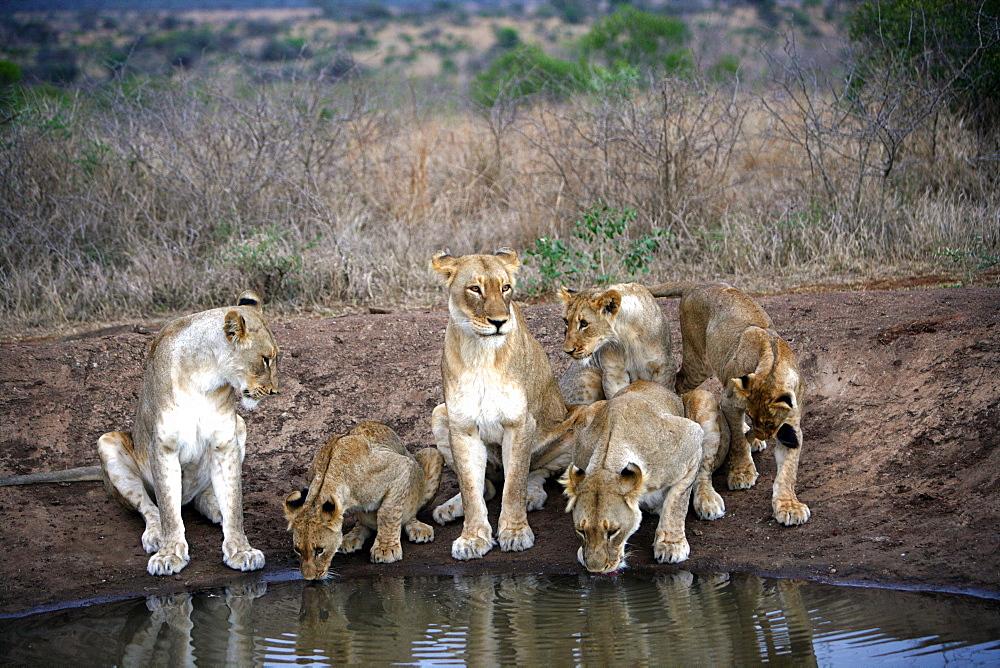 African Lions (Panthera Leo) wild adult female lion and cubs. Phinda Reserve, South Africa.