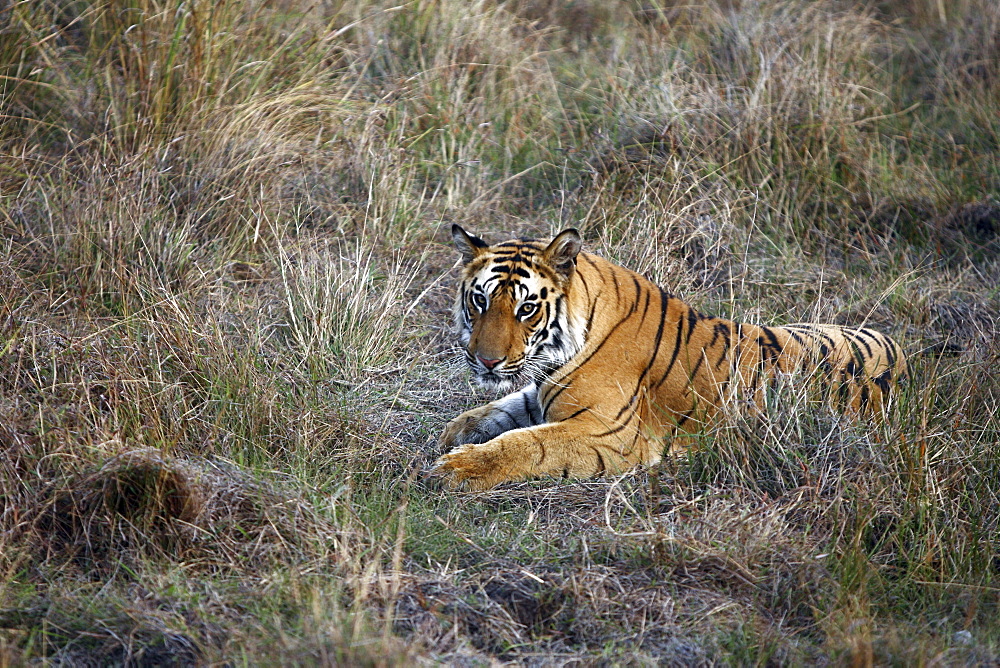 Bengal Tiger (Panthera tigris tigris),wild adult male, critically endangered. Bandhavgarh Tiger Reserve, India.