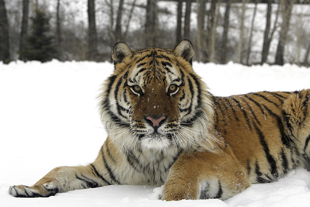 Siberian Tiger (Panthera tigris altaica) captive adult male, critically endangered. Bozeman, Montana.