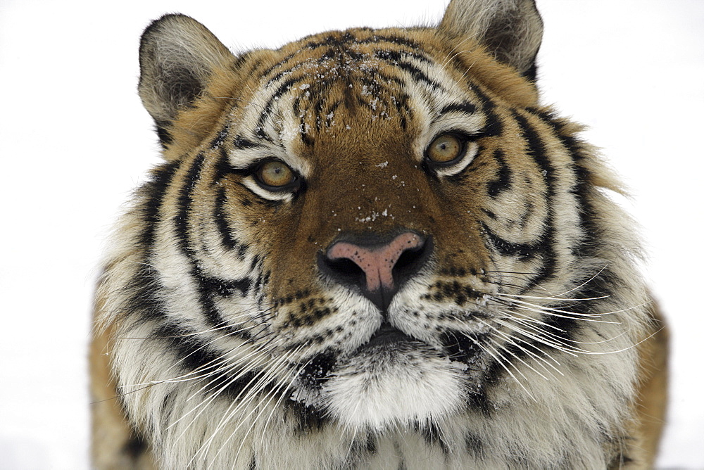 Siberian Tiger (Panthera tigris altaica) captive adult male, critically endangered. Bozeman, Montana.