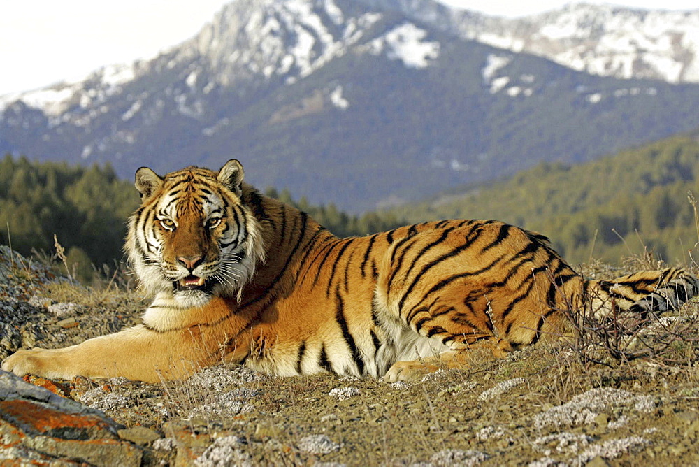 Siberian Tiger (Panthera tigris altaica) captive adult male, critically endangered. Bozeman, Montana.