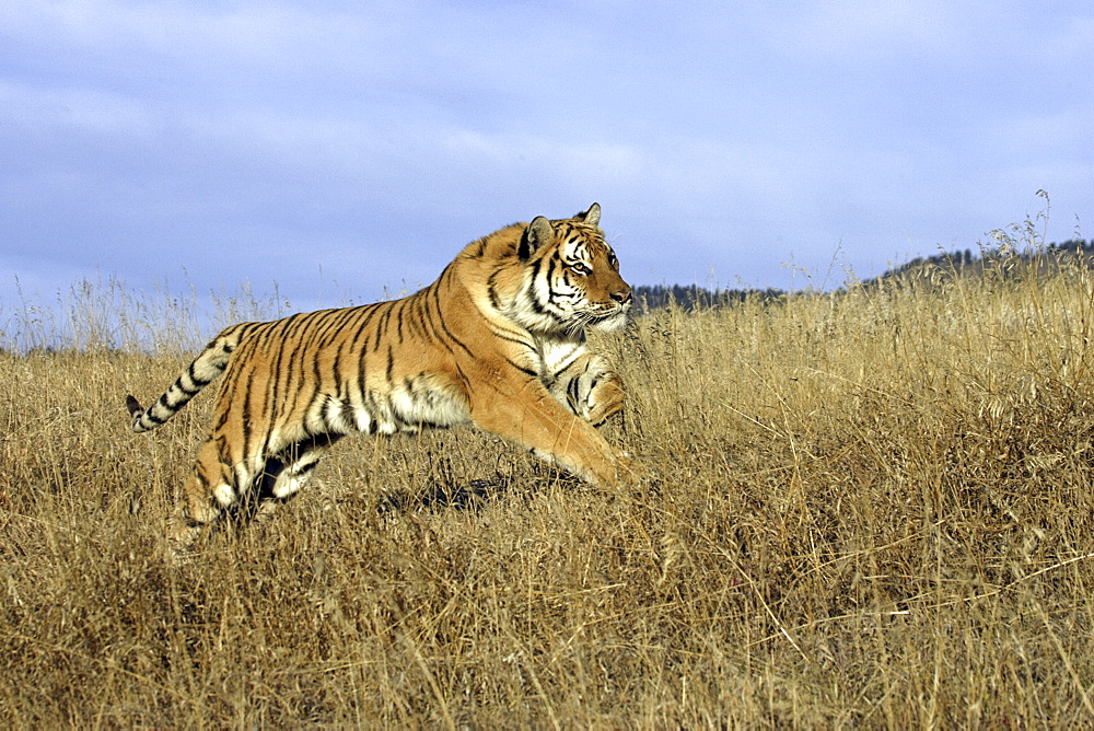 Siberian Tiger (Panthera tigris altaica) captive adult male, critically endangered. Bozeman, Montana.