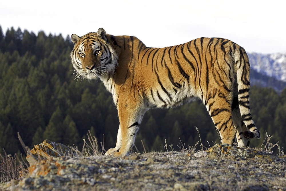 Siberian Tiger (Panthera tigris altaica) captive adult male, critically endangered. Bozeman, Montana.