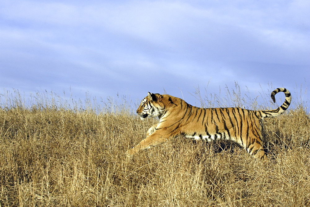 Siberian Tiger (Panthera tigris altaica) captive adult male, critically endangered. Bozeman, Montana.