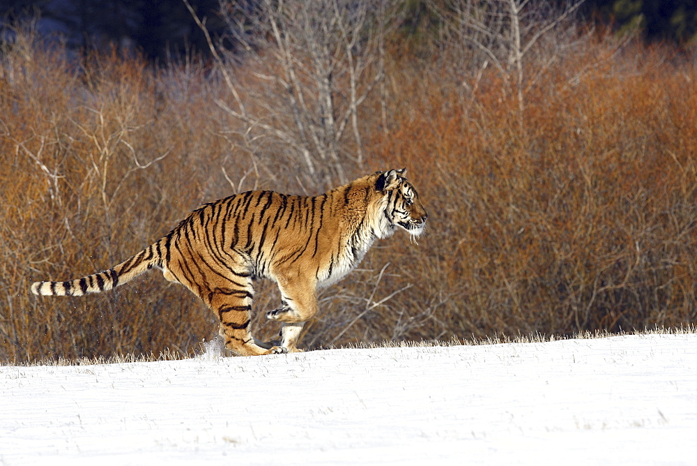 Siberian Tiger (Panthera tigris altaica) captive adult male, critically endangered. Bozeman, Montana.