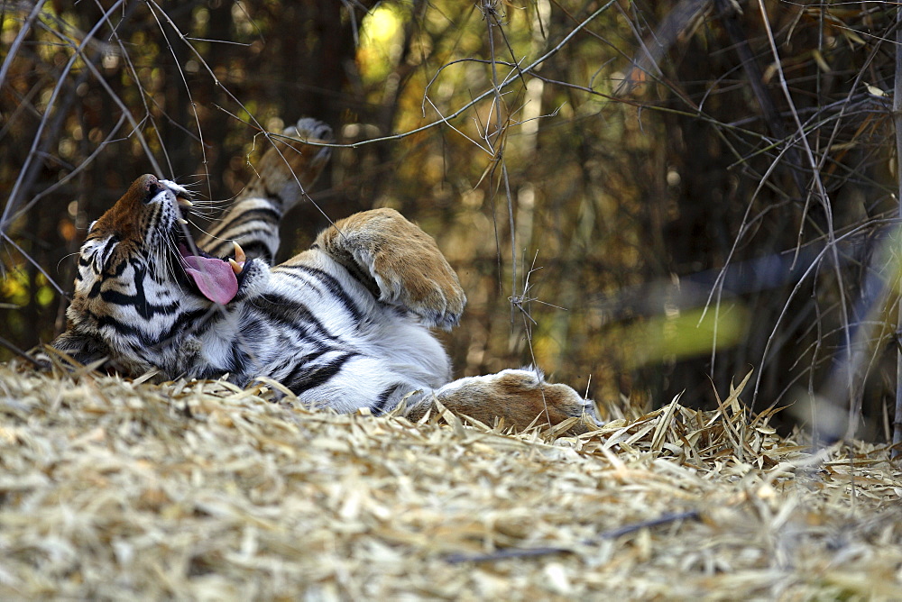 Bengal Tiger (Panthera tigris tigris), wild adult female, critically endangered. Bandhavgarh Tiger Reserve, India.