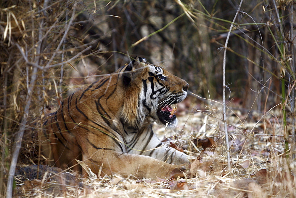 Bengal Tiger (Panthera Tigris Tigris) wild adult male, critically endangered. Bandhavgarh Tiger Reserve, India.