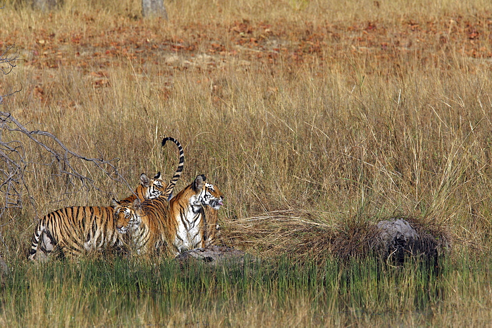 Bengal Tigers (Panthera tigris tigris) wild adult female and cubs, critically endangered. Bandhavgarh Tiger Reserve, India.