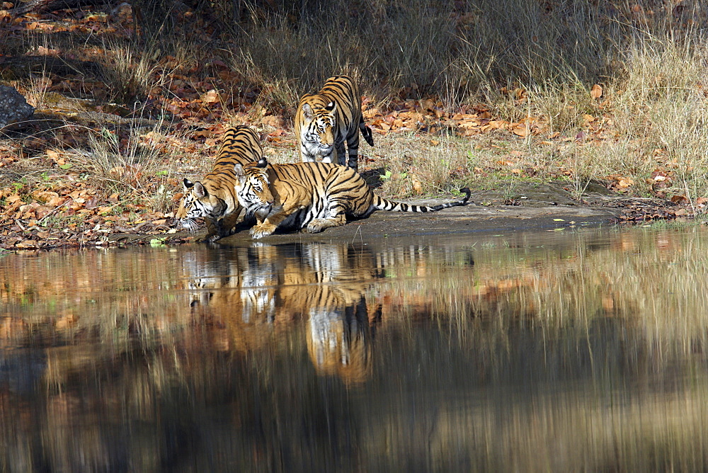 Bengal Tigers (Panthera tigris tigris), wild adult female and cubs, critically endangered. Bandhavgarh Tiger Reserve, India.