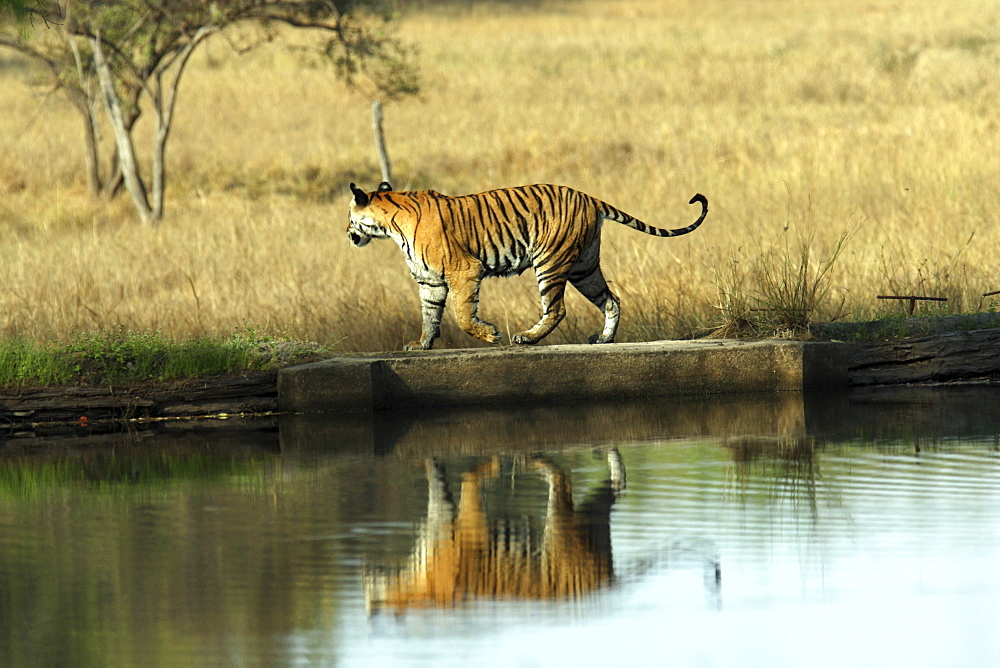 Bengal Tiger (Panthera tigris tigris), wild adult female, critically endangered. Bandhavgarh Tiger Reserve, India.