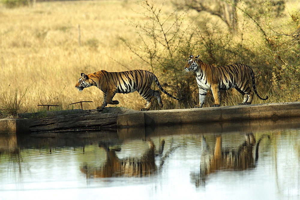 Bengal Tigers (Panthera tigris tigris) wild adult female and cub, critically endangered. Bandhavgarh Tiger Reserve, India.