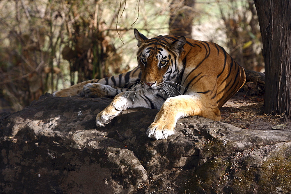 Bengal Tiger (Panthera Tigris Tigris) wild adult female, critically endangered. Bandhavgarh Tiger Reserve, India.