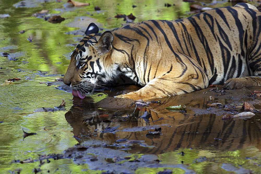 Bengal Tiger (Panthera tigris tigris) wild adult male, critically endangered.  Bandhavgarh Tiger Reserve. India.