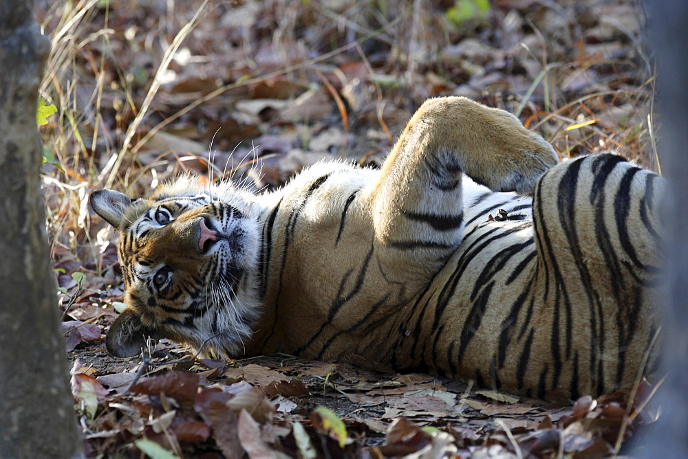 Bengal Tiger (Panthera tigris tigris), wild adult male, critically endangered. Bandhavgarh Tiger Reserve, India.