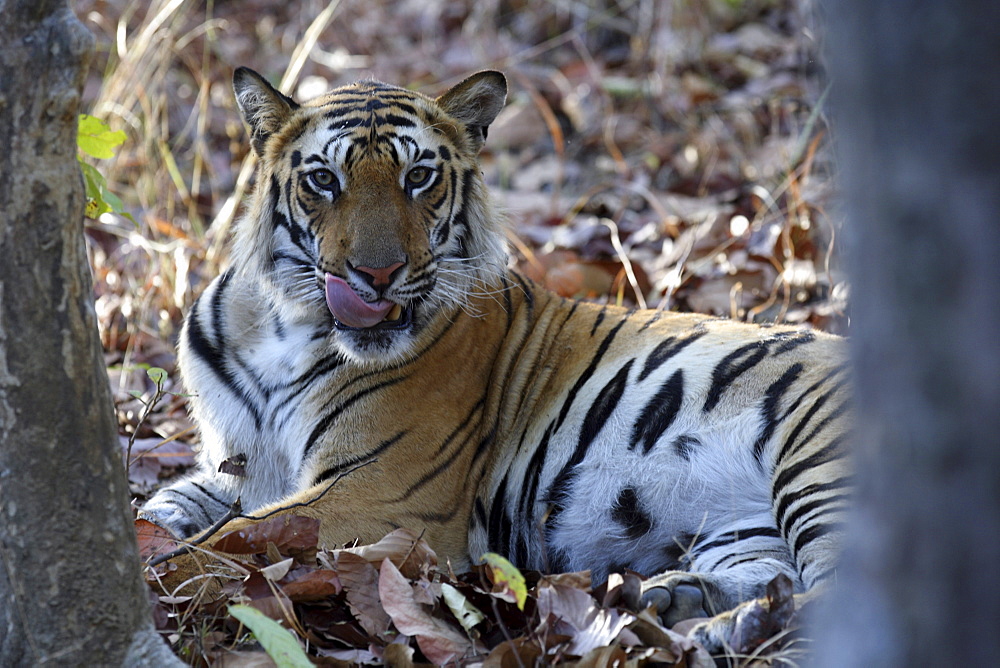 Bengal Tiger (Panthera tigris tigris) wild adult male, critically endangered. Bandhavgarh Tiger Reserve. India.