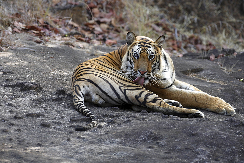 Bengal Tiger (Panthera tigris tigris) wild adult male, critically endangered. Bandhavgarh Tiger Reserve. India.