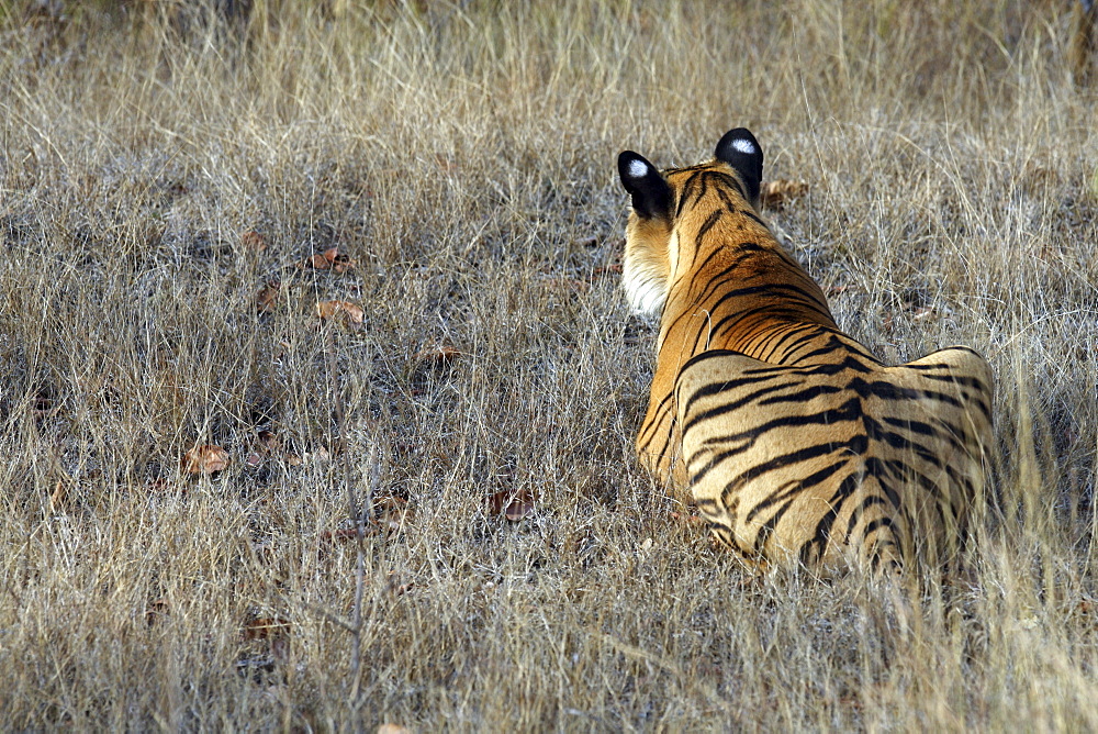 Bengal Tiger (Panthera tigris tigris) wild adult male, critically endangered. Bandhavgarh Tiger Reserve. India.