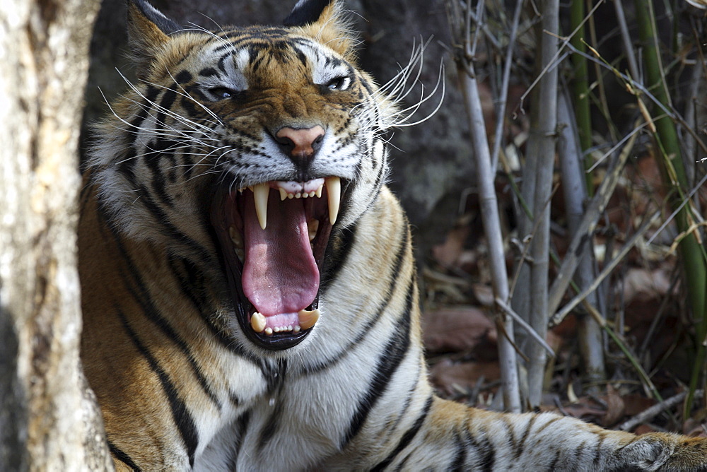 Bengal Tiger (Panthera tigris tigris),wild adult male, critically endangered. Bandhavgarh Tiger Reserve, India.