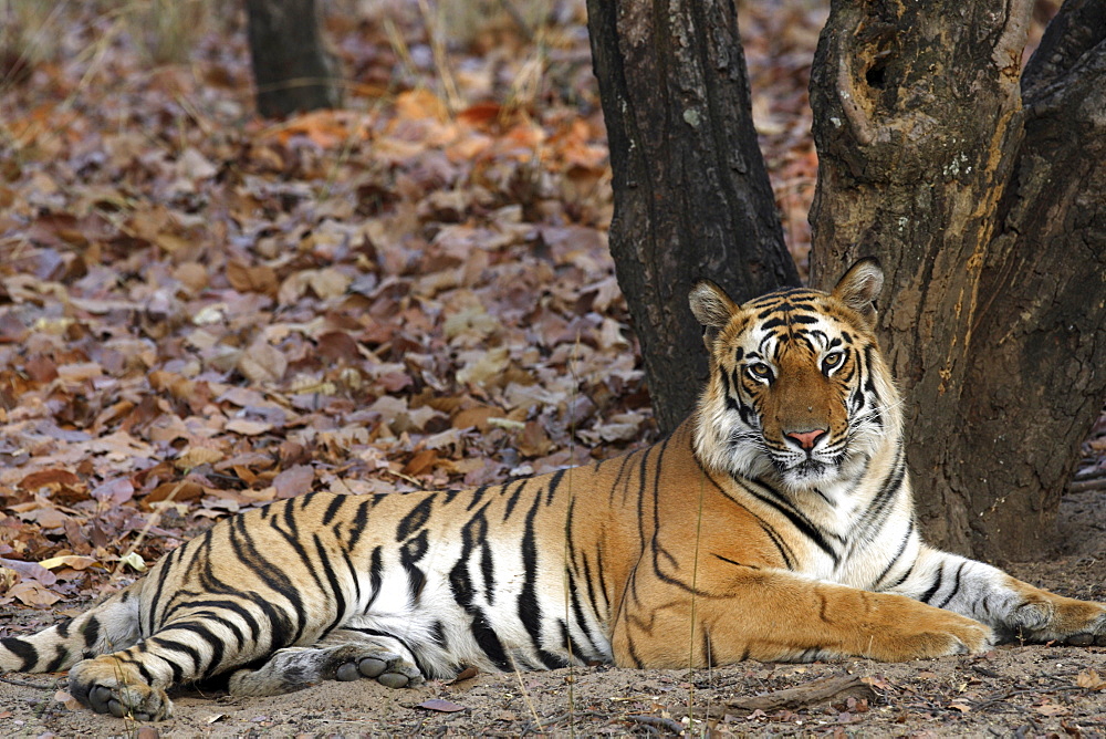 Bengal Tiger (Panthera tigris tigris) wild adult male, critically endangered.  Bandhavgarh Tiger Reserve. India.