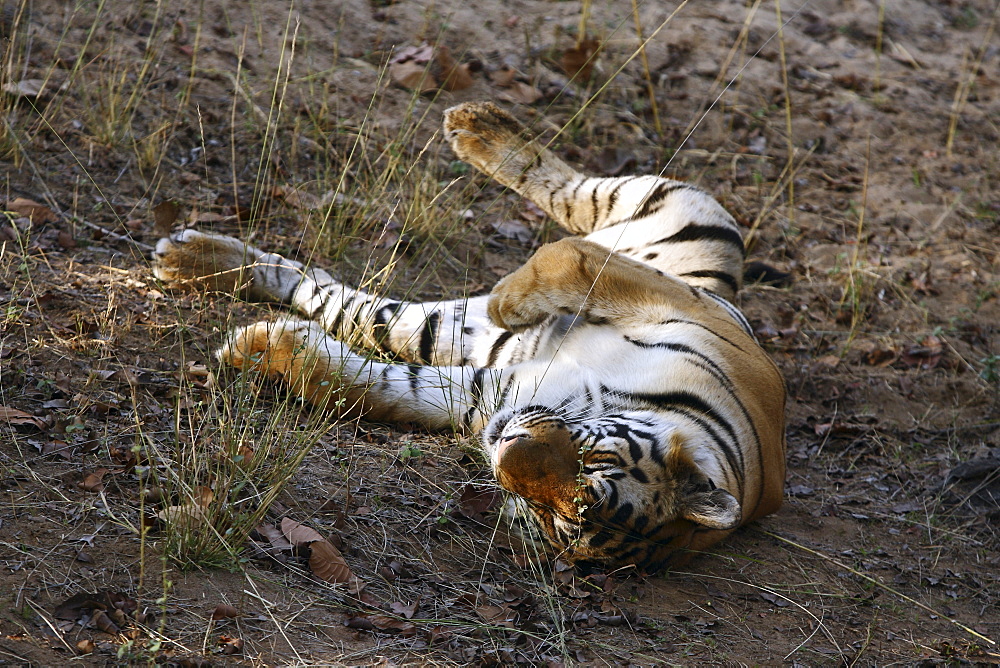 Bengal Tiger (Panthera Tigris Tigris) wild sub-adult male, critically endangered. Bandhavgarh Tiger Reserve, India.