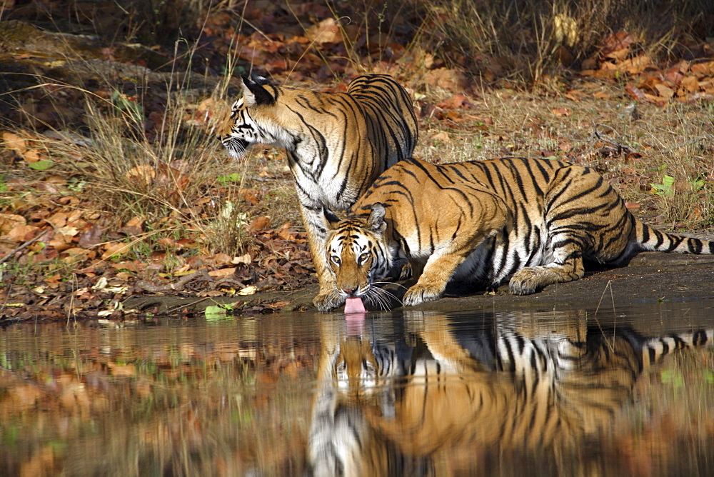 Bengal Tigers (Panthera tigris tigris),wild adult female and cub, critically endangered. Bandhavgarh Tiger Reserve, India.