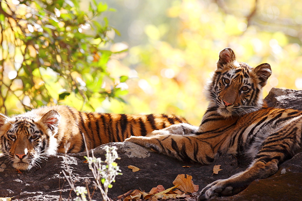 Bengal Tiger (Panthera Tigris Tigris), wild, two 12 month old cubs, critically endangered. Bandhavgarh Tiger Reserve, India