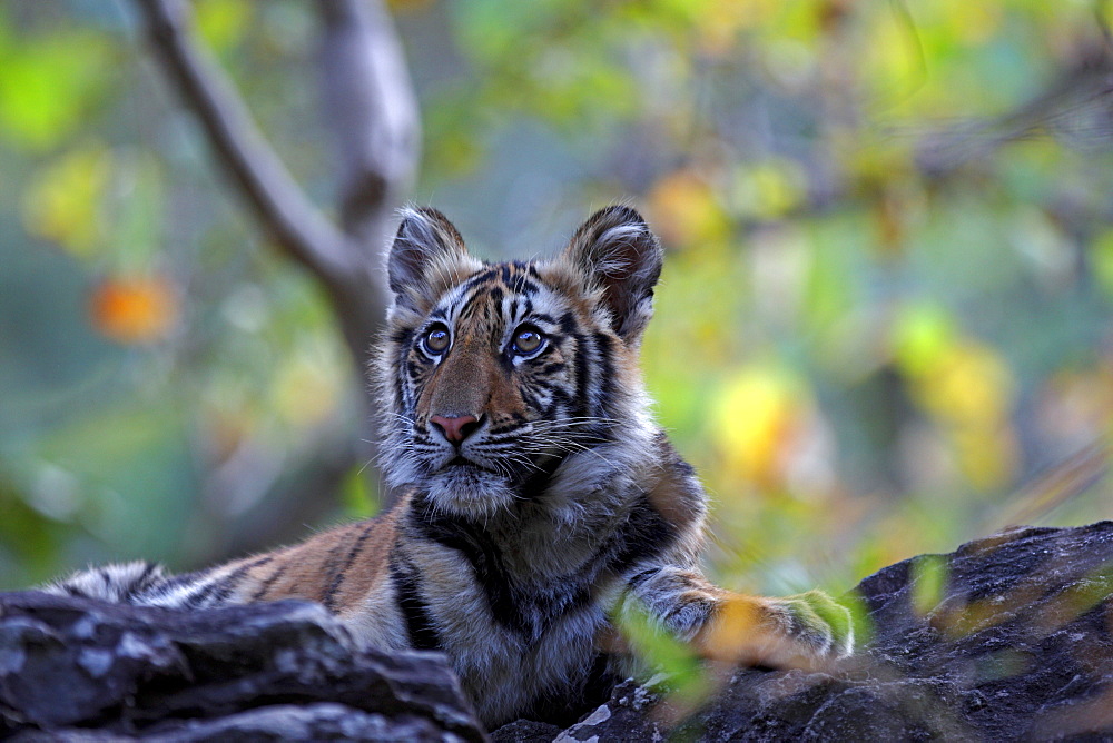 Bengal Tiger (Panthera Tigris Tigris), wild, 12 month old cub, critically endangered. Bandhavgarh Tiger Reserve, India