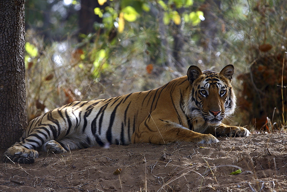 Bengal Tiger (Panthera tigris tigris),wild adult male, critically endangered. Bandhavgarh Tiger Reserve, India.