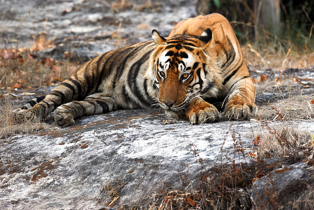 Bengal Tiger (Panthera Tigris Tigris), wild, adult male, critically endangered. Bandhavgarh Tiger Reserve, India