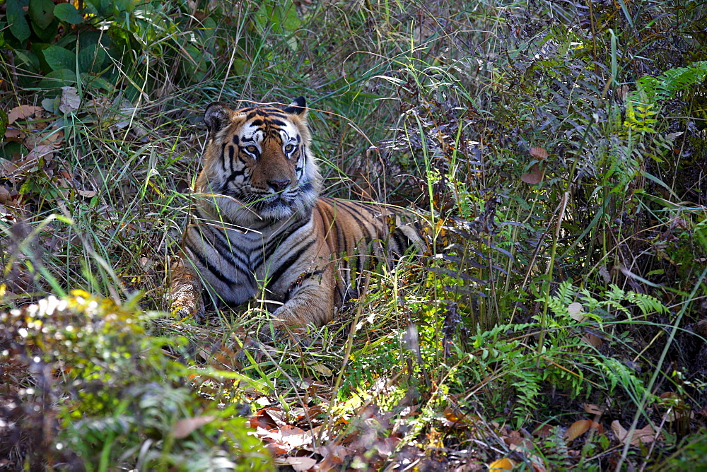 Bengal Tiger (Panthera Tigris Tigris), wild, adult male, critically endangered. Bandhavgarh Tiger Reserve, India