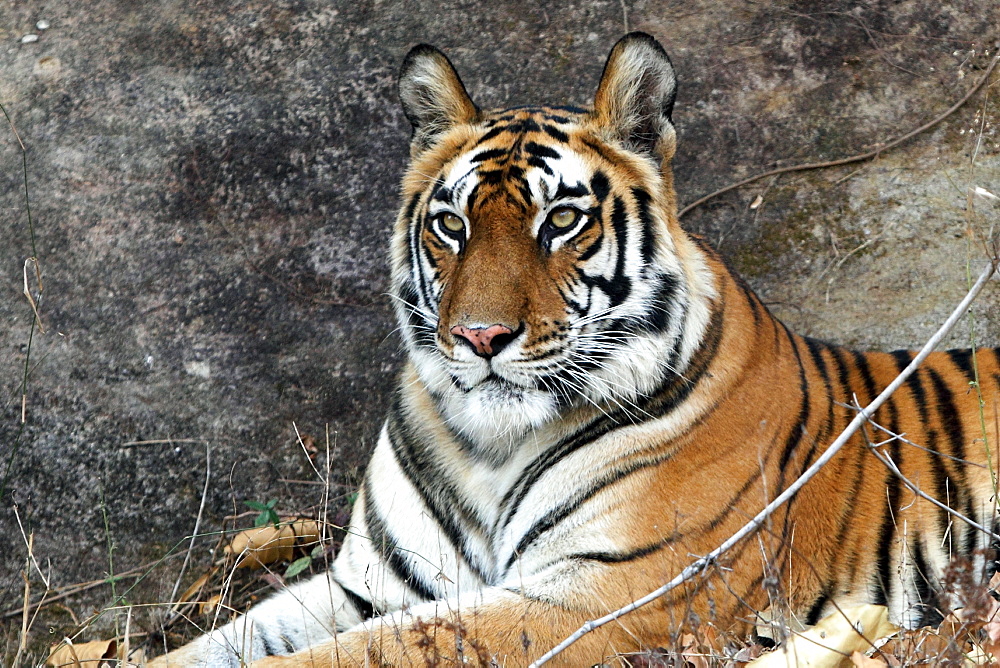 Bengal Tiger (Panthera Tigris Tigris), wild, adult female, critically endangered. Bandhavgarh Tiger Reserve, India