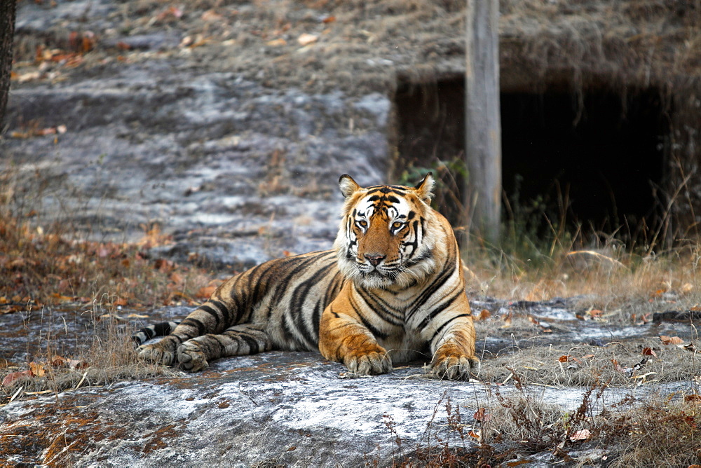 Bengal Tiger (Panthera Tigris Tigris), wild, adult male, critically endangered. Bandhavgarh Tiger Reserve, India