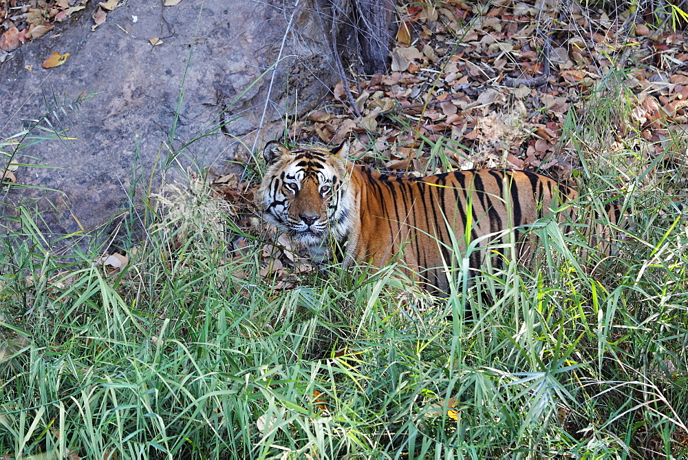 Bengal Tiger (Panthera Tigris Tigris), wild, adult male, critically endangered. Bandhavgarh Tiger Reserve, India