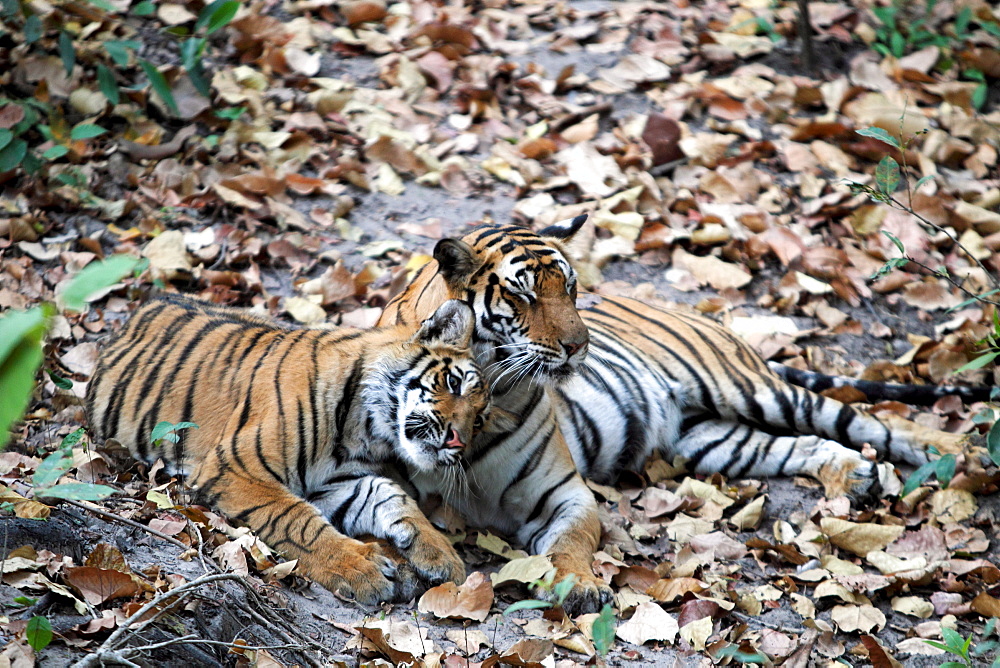 Bengal Tiger (Panthera Tigris Tigris), wild, adult female with 12 month old cub, critically endangered. Bandhavgarh Tiger Reserve, India