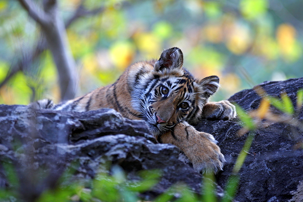 Bengal Tiger (Panthera Tigris Tigris), wild, 12 month old cub, critically endangered. Bandhavgarh Tiger Reserve, India