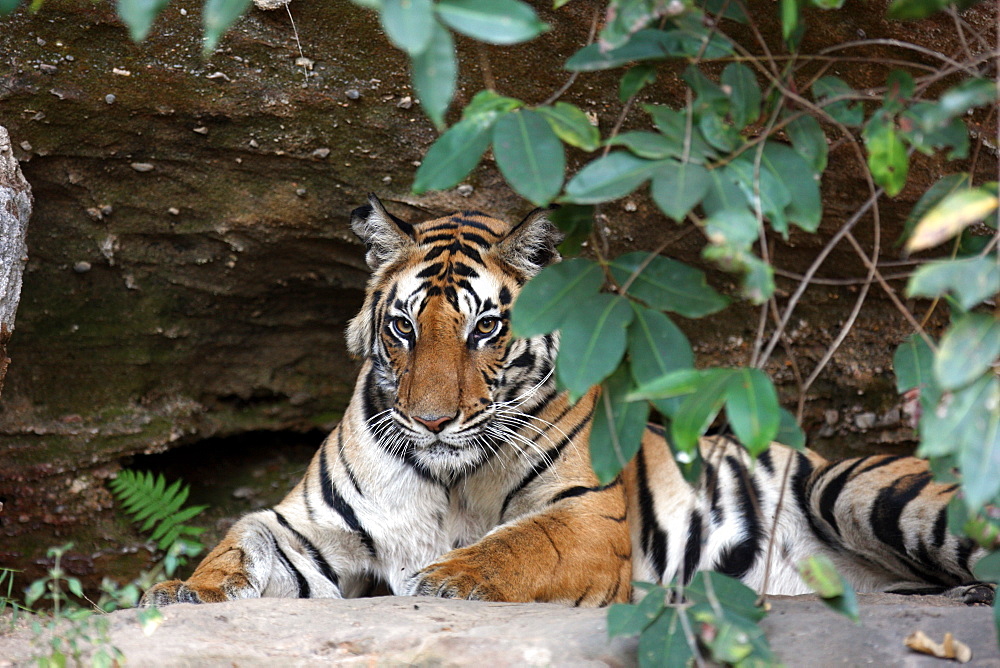 Bengal Tiger (Panthera Tigris Tigris), wild, adult female, critically endangered. Bandhavgarh Tiger Reserve, India