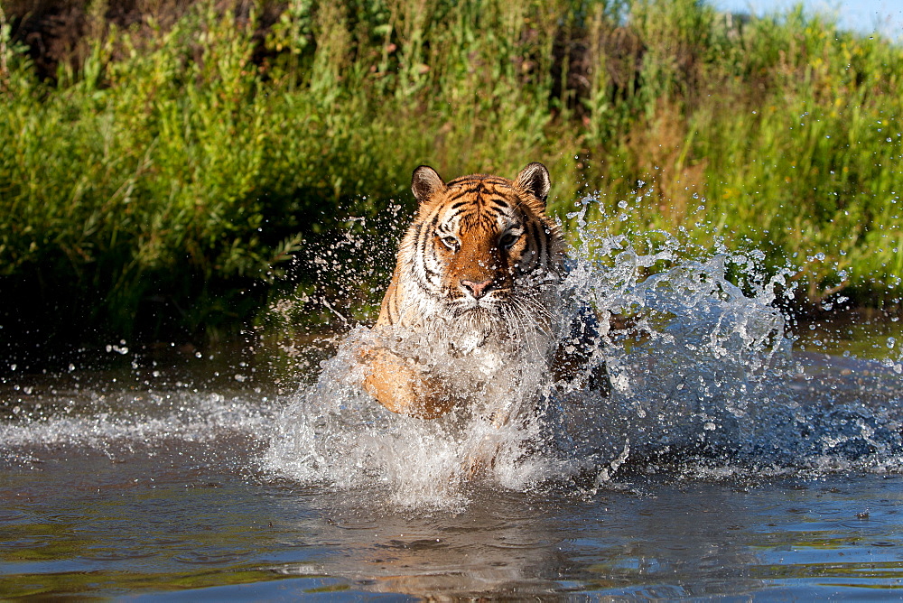 Bengal Tiger (Panthera Tigris Tigris), captive , adult male, critically endangered. Bozeman, Montana, United States