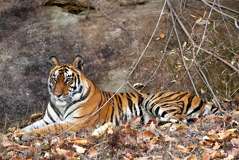 Bengal Tiger (Panthera Tigris Tigris), wild, adult female, critically endangered. Bandhavgarh Tiger Reserve, India