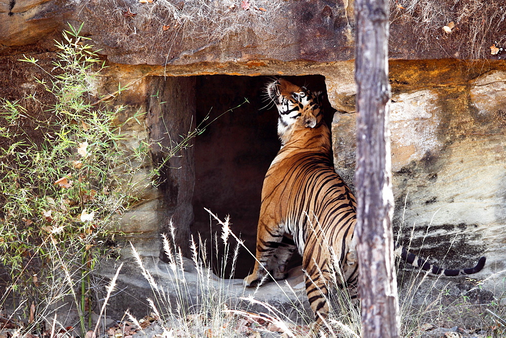 Bengal Tiger (Panthera Tigris Tigris), wild, adult male, critically endangered. Bandhavgarh Tiger Reserve, India