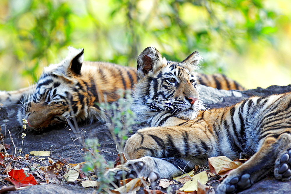 Bengal Tiger (Panthera Tigris Tigris), wild, two 12 month old cubs, critically endangered. Bandhavgarh Tiger Reserve, India