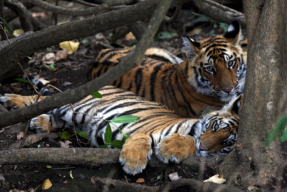 Bengal Tiger (Panthera Tigris Tigris), wild, two 12 month old cubs, critically endangered. Bandhavgarh Tiger Reserve, India