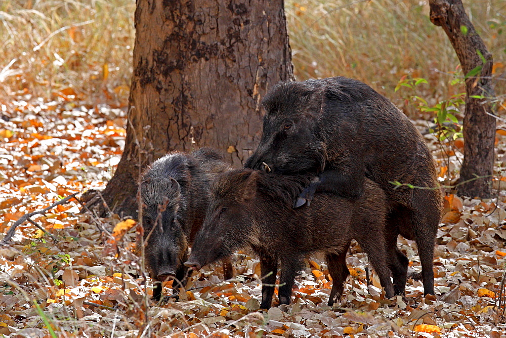 Wild Boar (Sus Scrofa), wild. Bandhavgarh Tiger Reserve, India