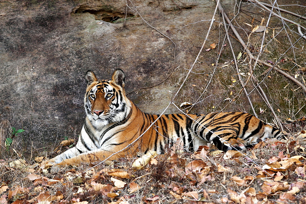 Bengal Tiger (Panthera Tigris Tigris), wild, adult female, critically endangered. Bandhavgarh Tiger Reserve, India