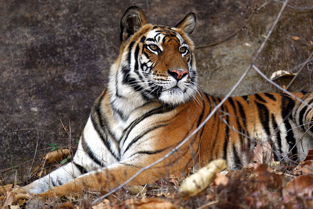 Bengal Tiger (Panthera Tigris Tigris), wild, adult female, critically endangered. Bandhavgarh Tiger Reserve, India