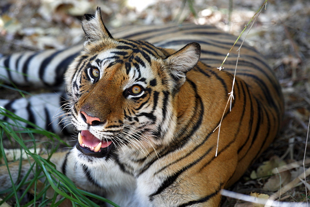 Bengal Tiger (Panthera Tigris Tigris), wild, adult female, critically endangered. Bandhavgarh Tiger Reserve, India