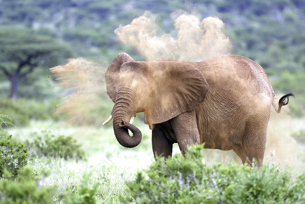 African Elephant (Loxodonta africana) wild adult female. Amboseli National Park, Kenya.